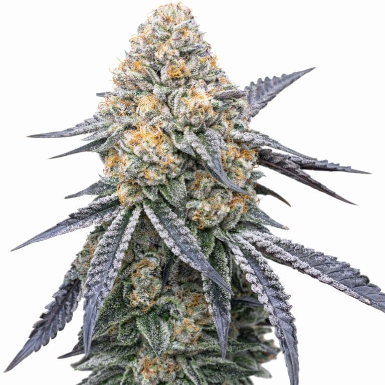 Kush XL Autoflower