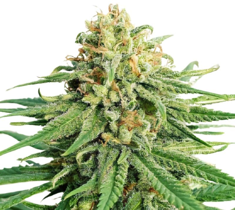 LA OG cannabis seeds packaging — Royal King Seeds Canada