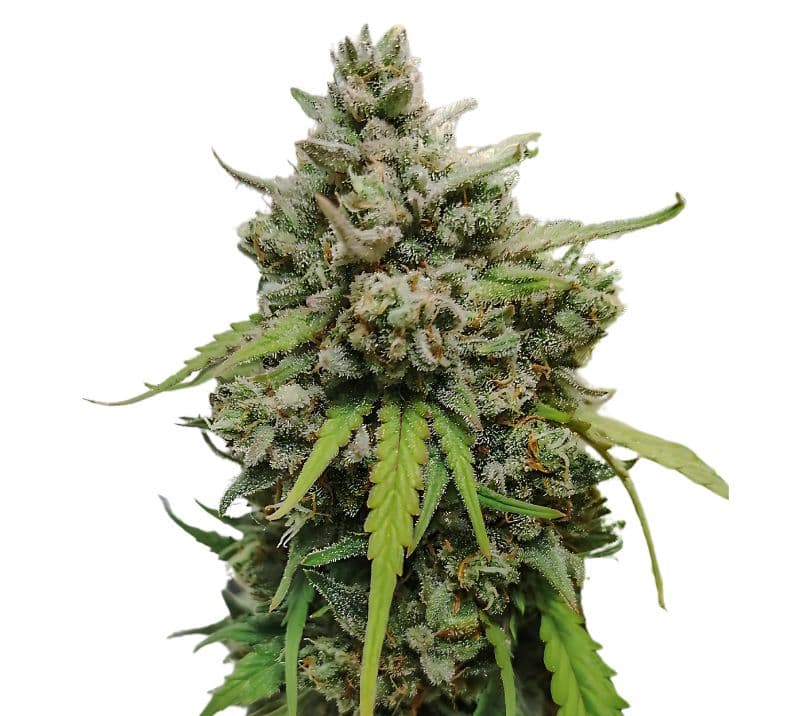 LA Ultra Autoflower