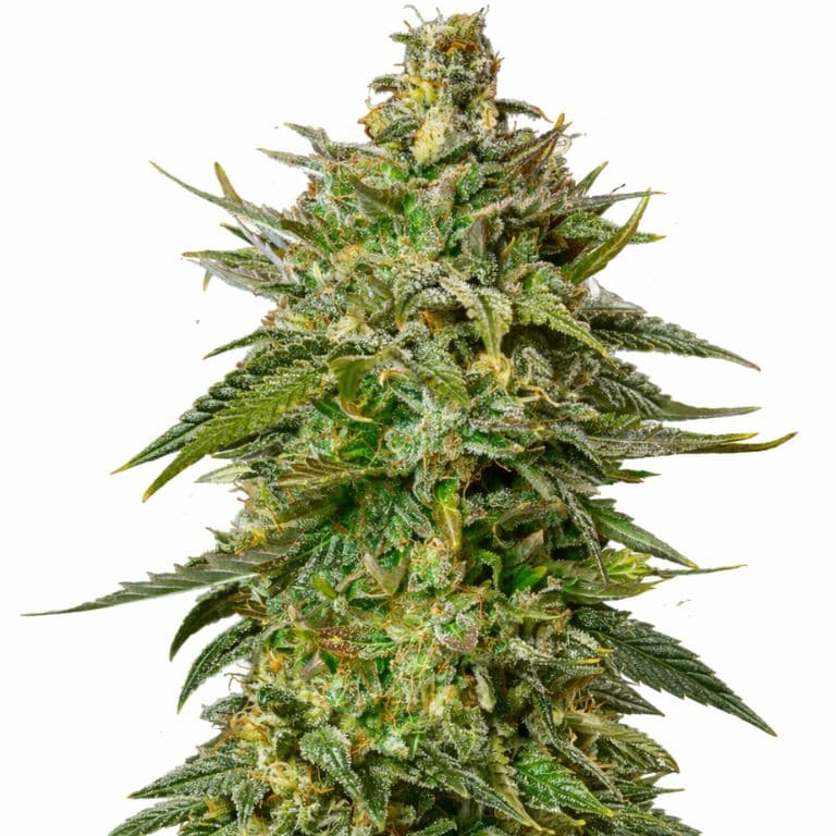 Larry OG Autoflower