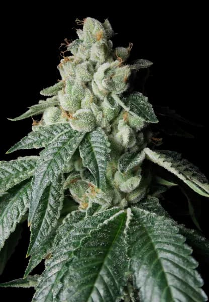 Lee Roy Autoflower
