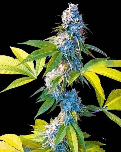 Legend OG Feminized