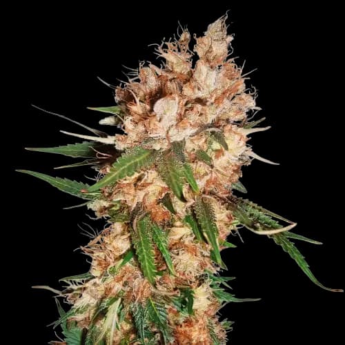 Lemon Autoflower