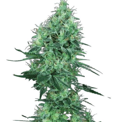 Lemon G Feminized