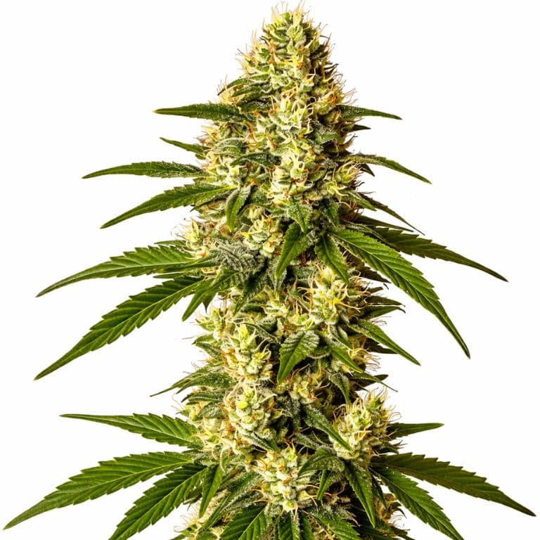 Lemon Kush Feminized