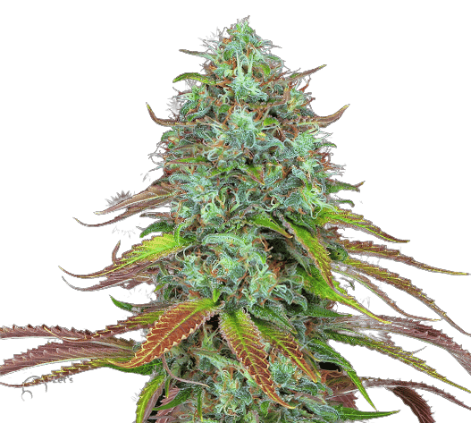 LSD Autoflower