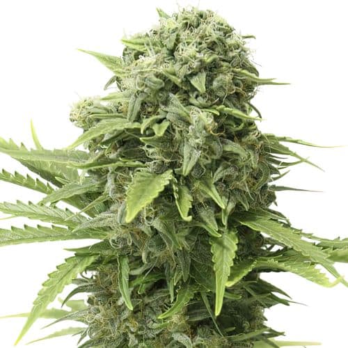 Mac 1 cannabis seeds packaging — Royal King Seeds Canada