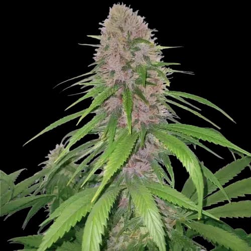 Magnum Autoflower