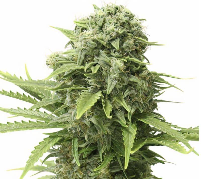 Mandala #1 Autoflower
