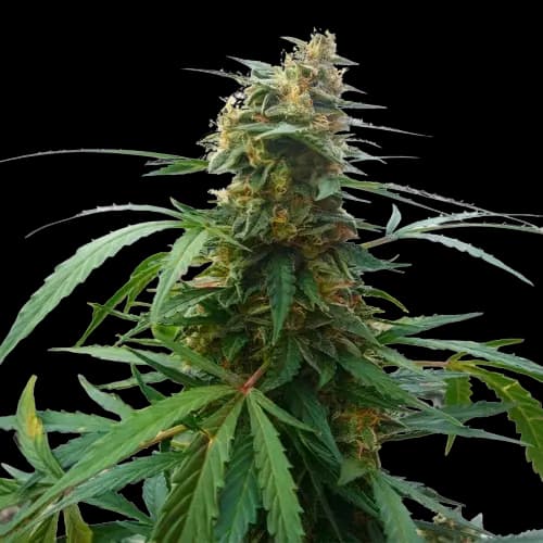 Mandarin Feminized