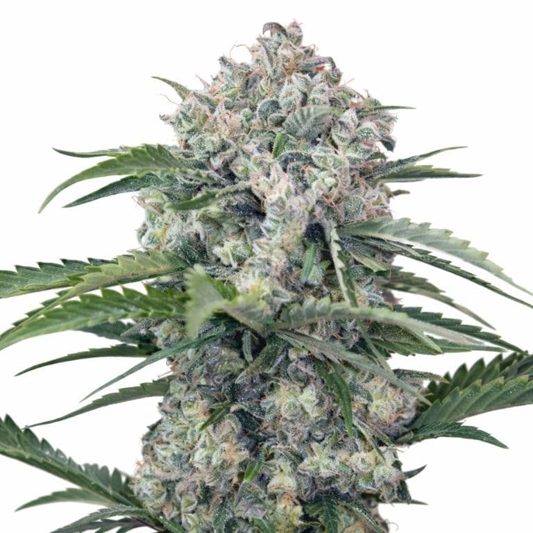 Mandarine Autoflower