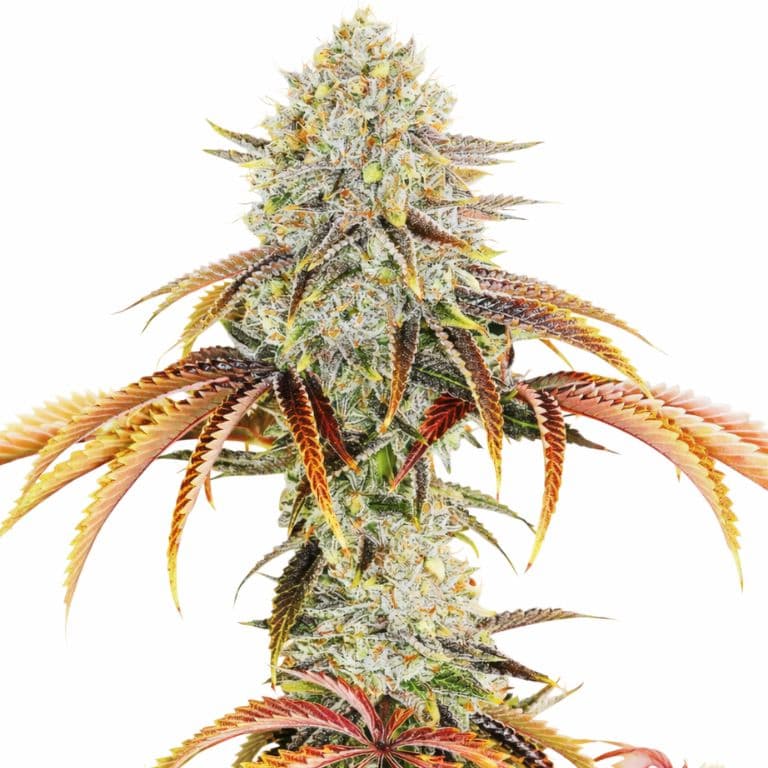 Mango Kush Feminized