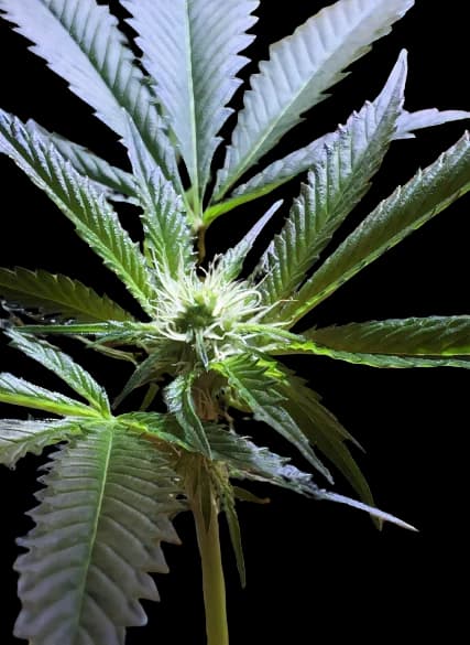 Mars OG Feminized
