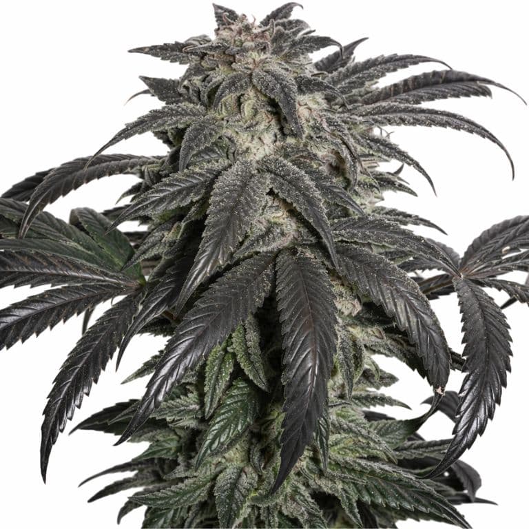 Master Bubba Auto