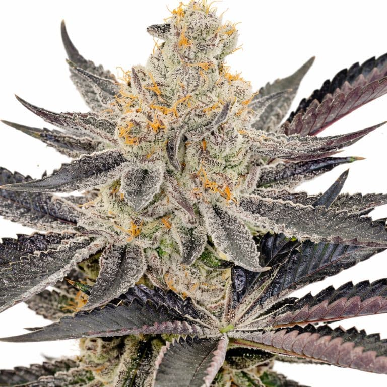 Maui cannabis seeds packaging — Royal King Seeds Canada