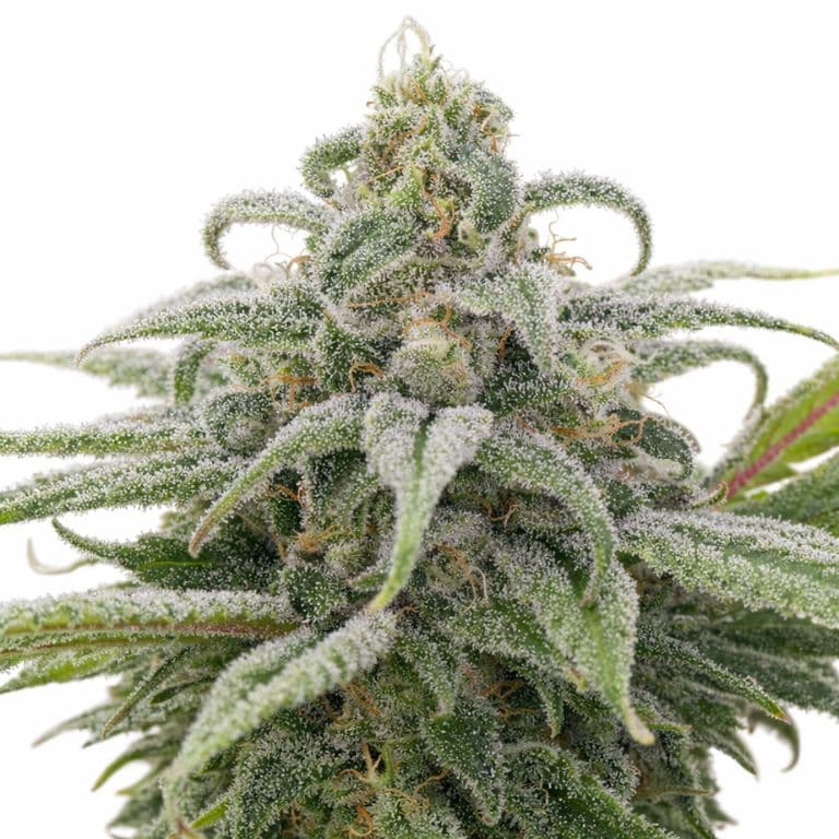 Maui Wowie Autoflower