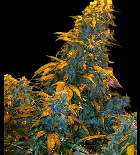 Maxi Gom Feminized