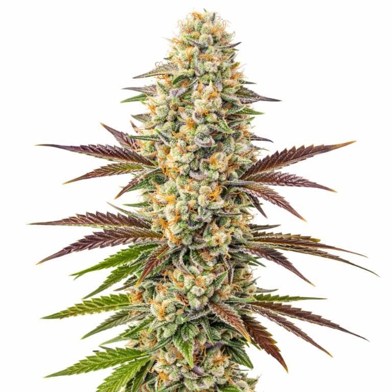 Melonade Feminized