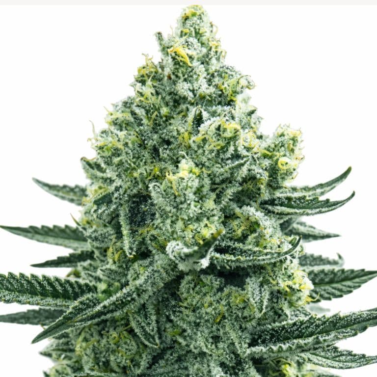 Merlot OG Feminized