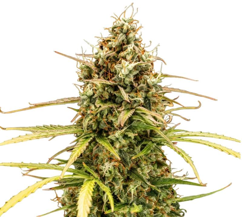 Milky Way Feminized