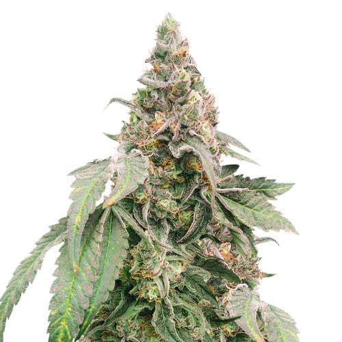 Mimosa Feminized
