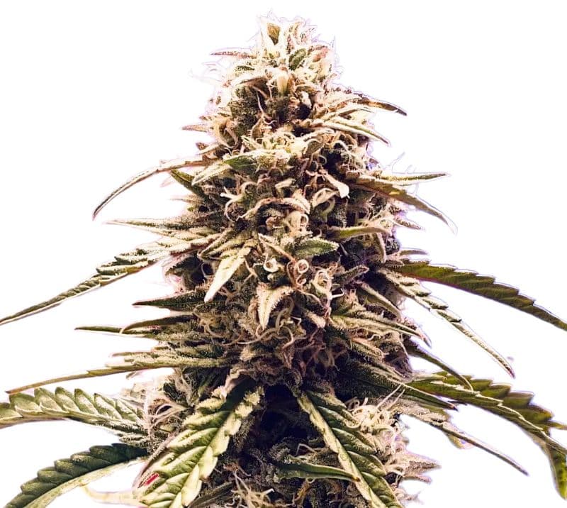 Misty Kush Feminized