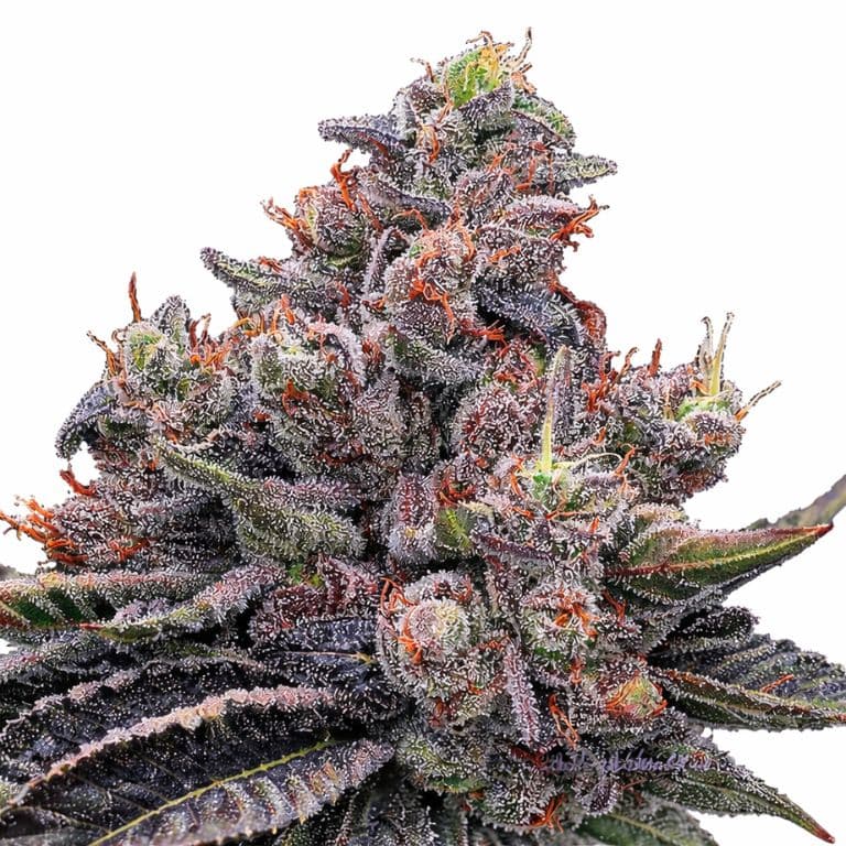 Mob Boss Autoflower