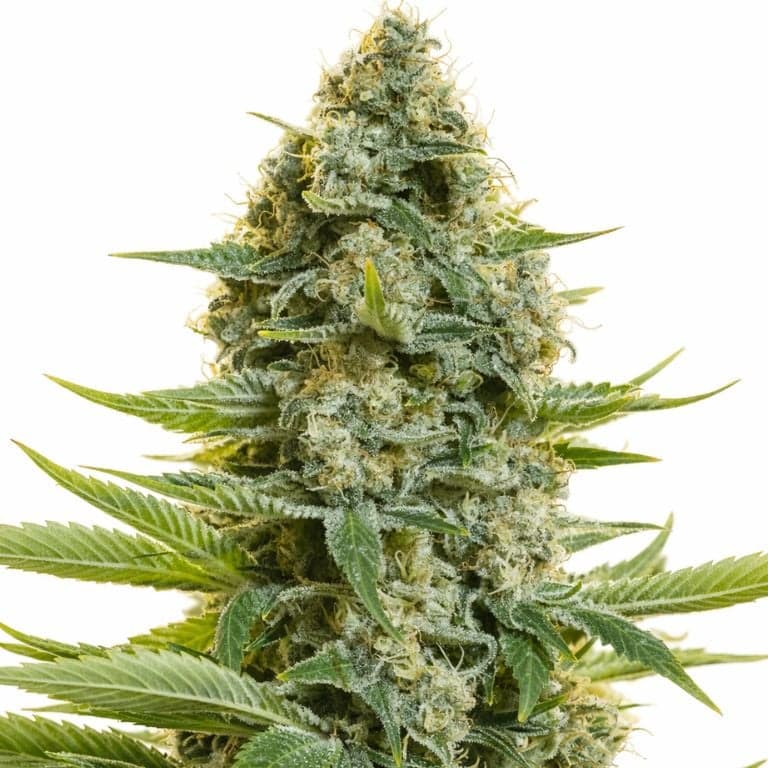Moby Dick cannabis seeds packaging — Royal King Seeds Canada