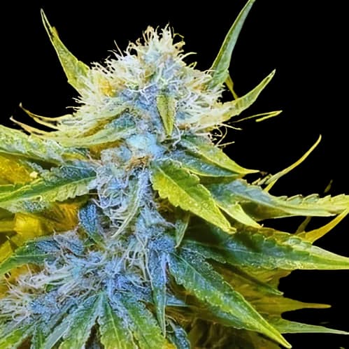 Mr. Nice Feminized