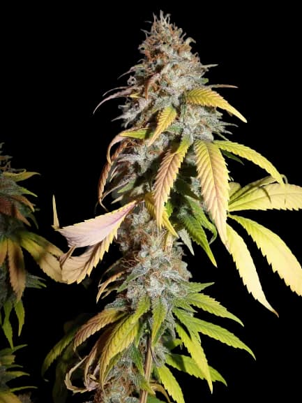 Nebula Auto