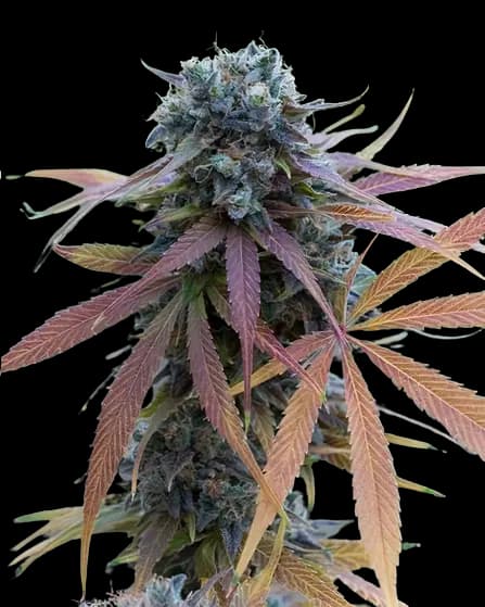 New Glue Auto