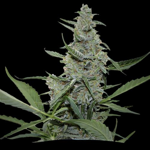 Nuken Auto