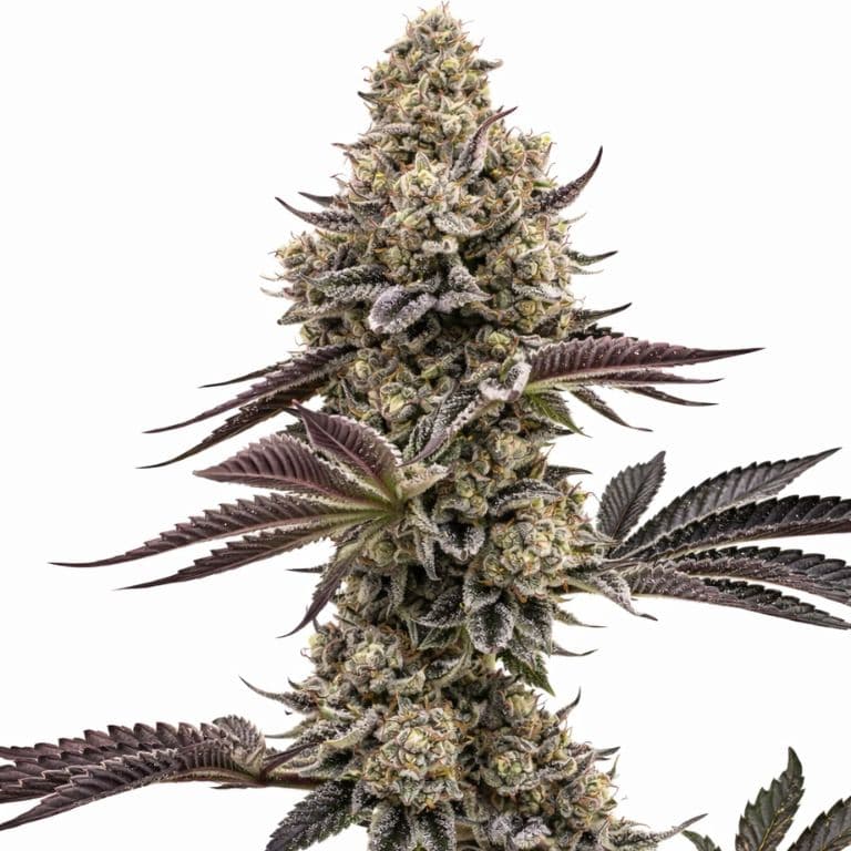 Nutter Feminized