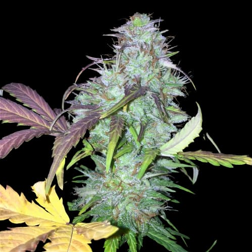 NY-47 Feminized