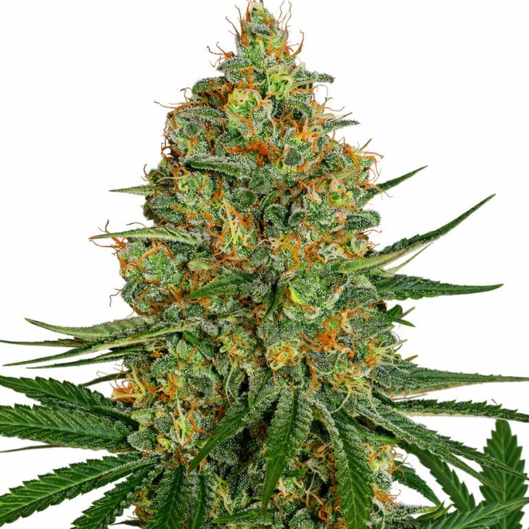 NYC Diesel Autoflower