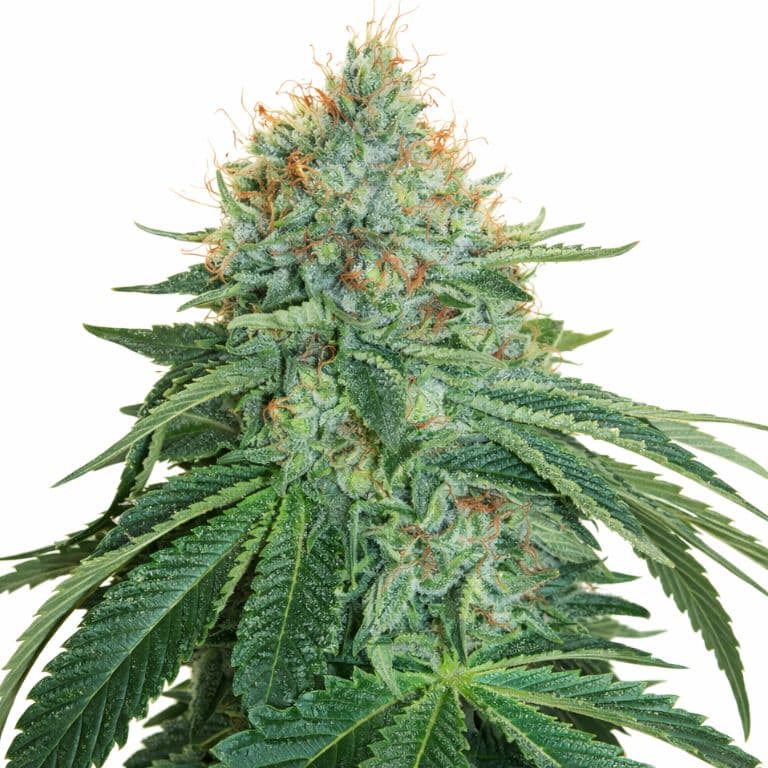 OG #18 cannabis seeds packaging — Royal King Seeds Canada