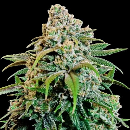 OG Cheese Feminized