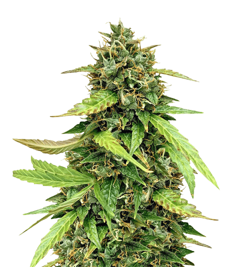 OG Chem Feminized