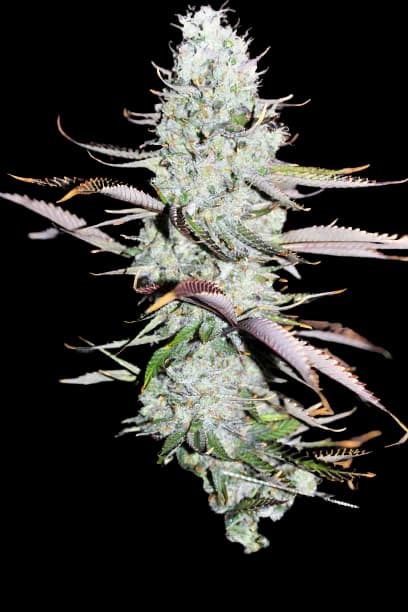 Opium Feminized
