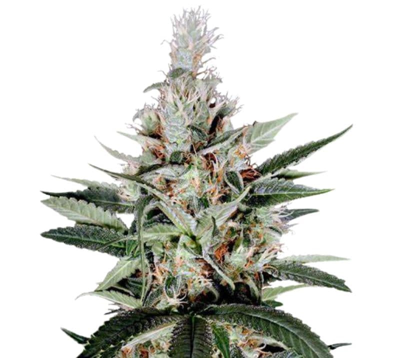 Ortega Autoflower