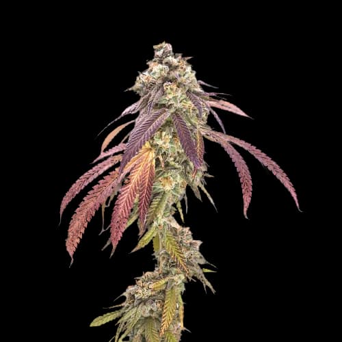 P-51 Feminized