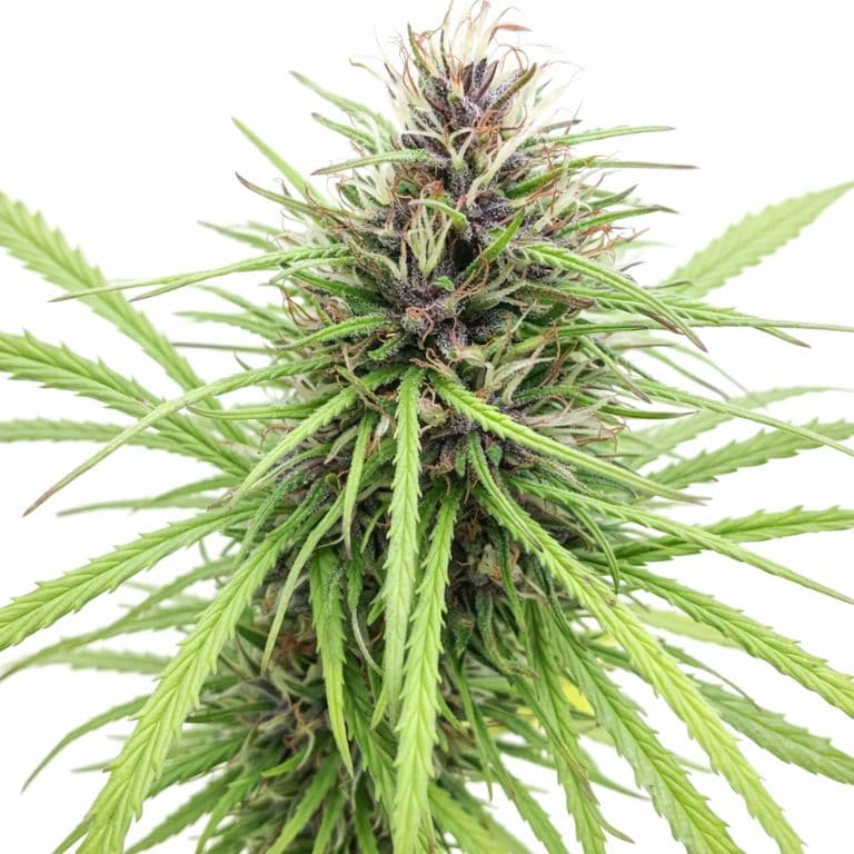 Panama Red Feminized