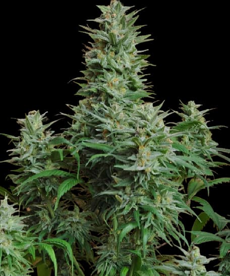 Papaya Feminized