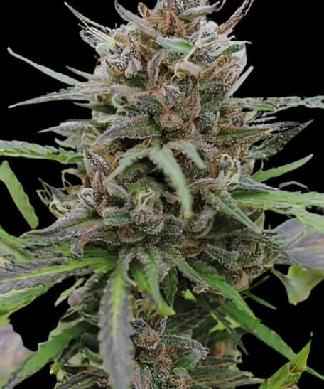 Paris XXX Feminized