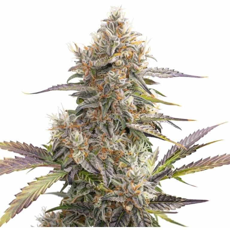 Pennywise Feminized