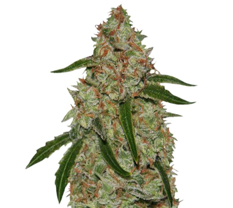 Phantom OG Feminized