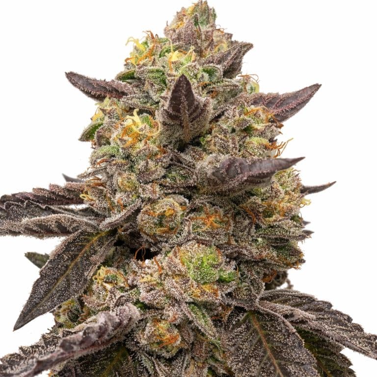 Pie Scream Feminized