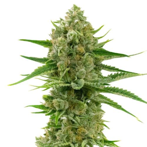 Pine Autoflower