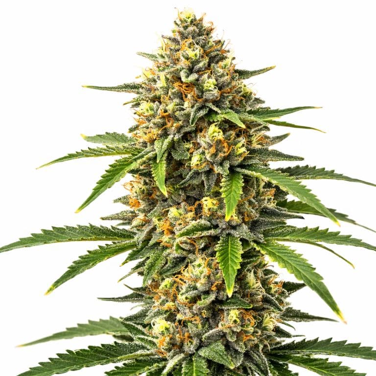Pineapple Autoflower