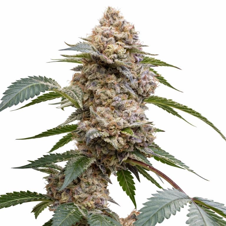 Pink Kush cannabis seeds packaging — Royal King Seeds Canada
